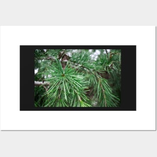 Winter Christmas Pine Tree Branch Posters and Art